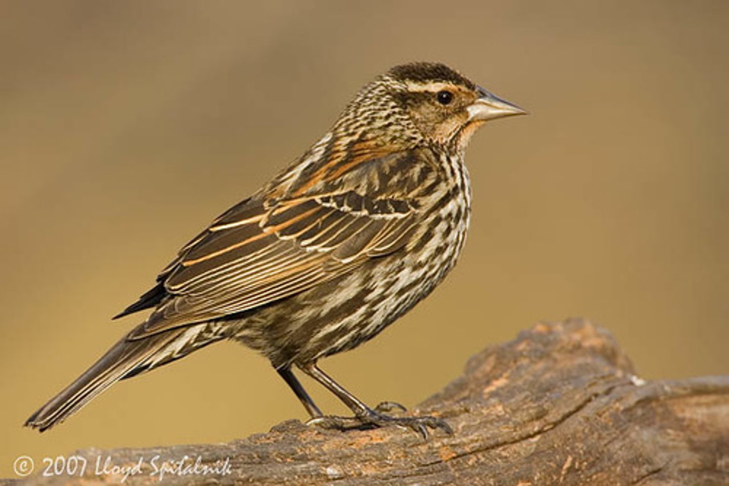 <p>Passeriformes</p><p>Brown and streaked, thin dark eyeline</p>