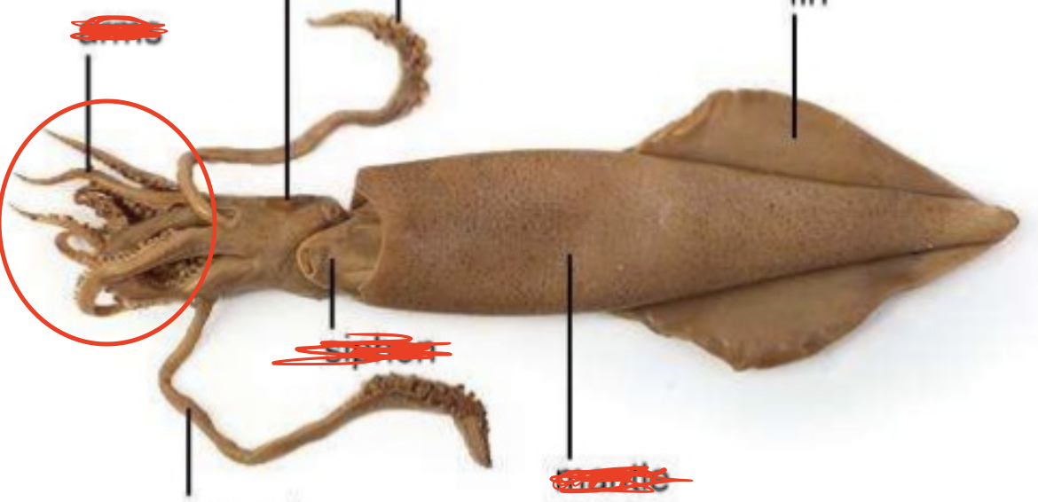 <p>Squid: used to grab and hold prey</p>