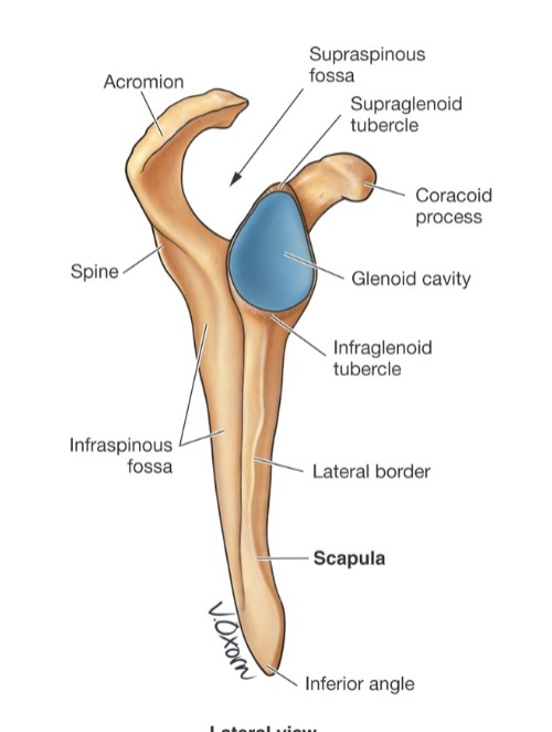 <p>glenoid cavity fossa, supraglenoid tubercle, infraglenoid tubercle</p>