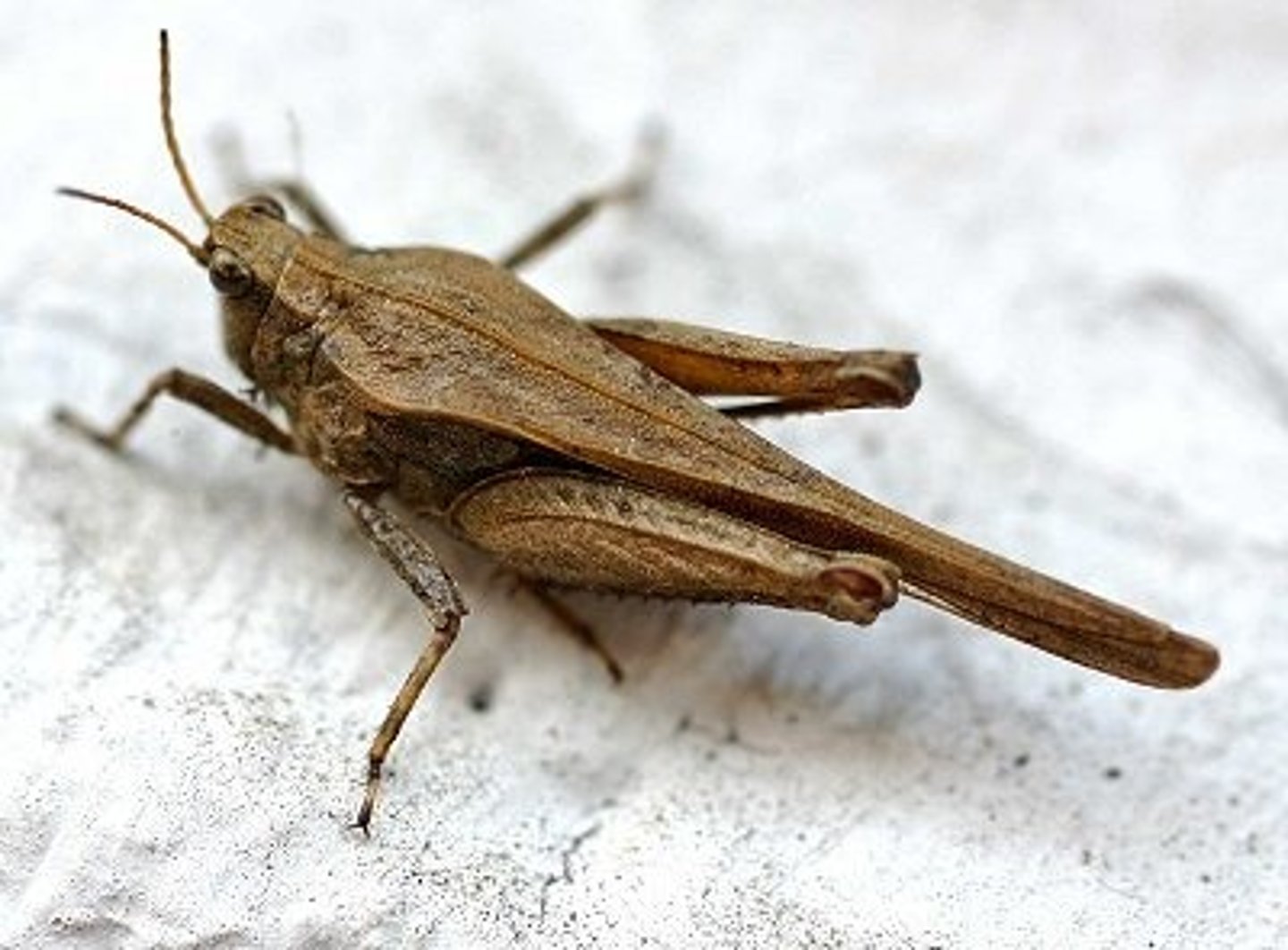 <p>smaller than usual grasshoppers</p>