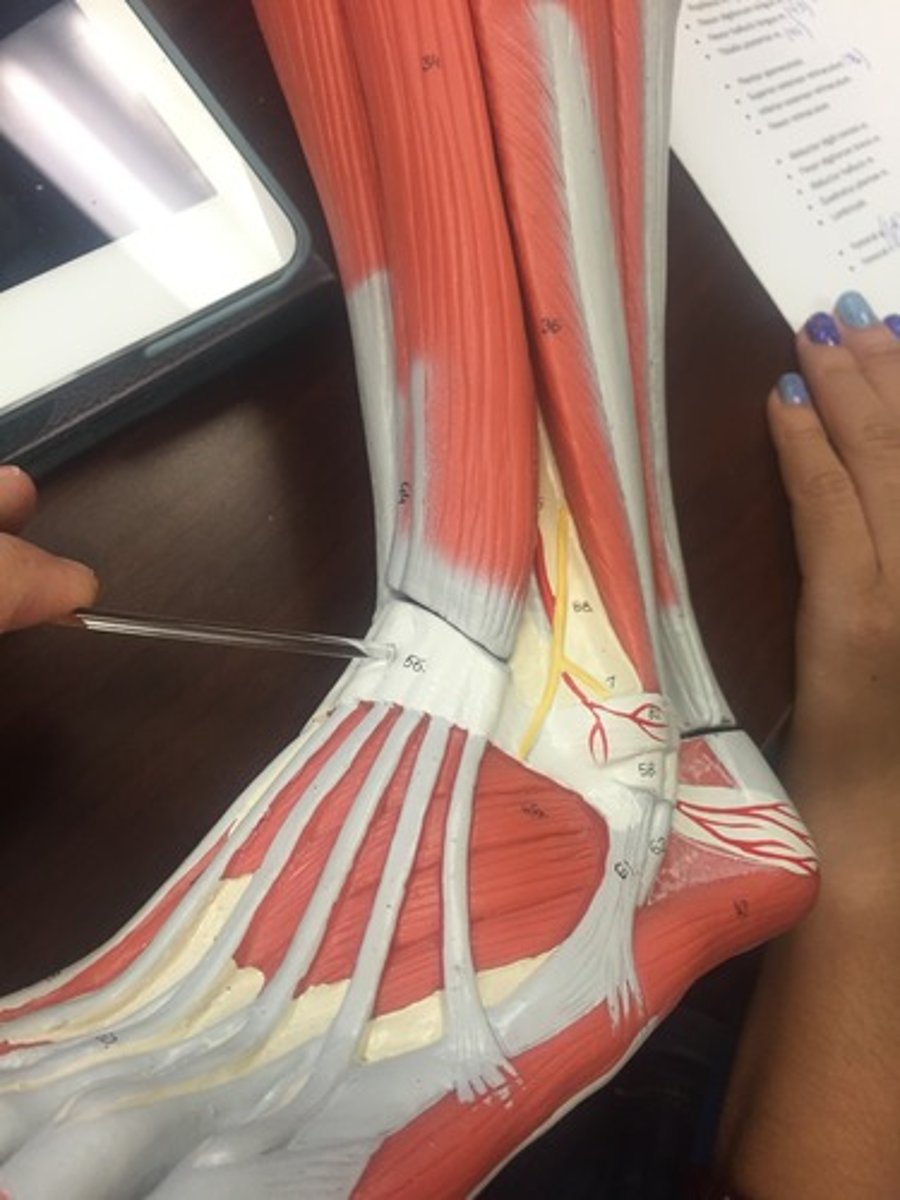<p>contains tendons as they descend along the anterior tibia into the ankle/foot</p>