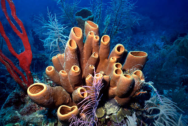 <p><strong>Porifera (Sponges)</strong></p>