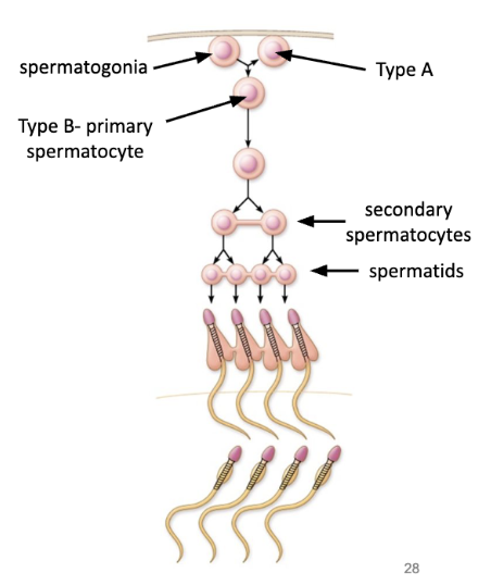 <p><span style="background-color: transparent;"><span>spermiogenesis&nbsp;</span></span></p><ul><li><p><span style="background-color: transparent;"><u><span>spermatids</span></u><span> differentiate into </span><u><span>sperm</span></u></span></p><ul><li><p><span style="background-color: transparent;"><span>sperm have 3 parts</span></span></p><ul><li><p><span style="background-color: transparent;"><u><span>head</span></u><span> - with nucleus</span></span></p></li><li><p><span style="background-color: transparent;"><u><span>midpiece</span></u><span> - with mitochondria to produce energy for tail</span></span></p></li><li><p><span style="background-color: transparent;"><u><span>tail</span></u><span> - flagellum that whips around to proper sperm</span></span></p></li></ul></li></ul></li><li><p><span style="background-color: transparent;"><u><span>sperm</span></u><span> detaches from epithelium of seminiferous tubule and enters lumen</span></span></p></li></ul><p></p>