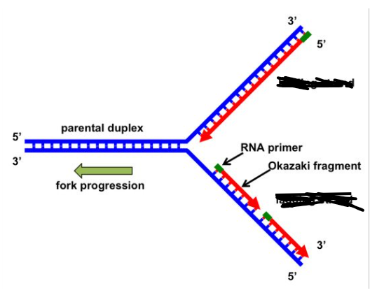 <p>replicated in direction fork opens</p>