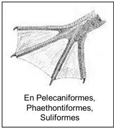 <p>con membranas interdigitales en todos los dedos</p>