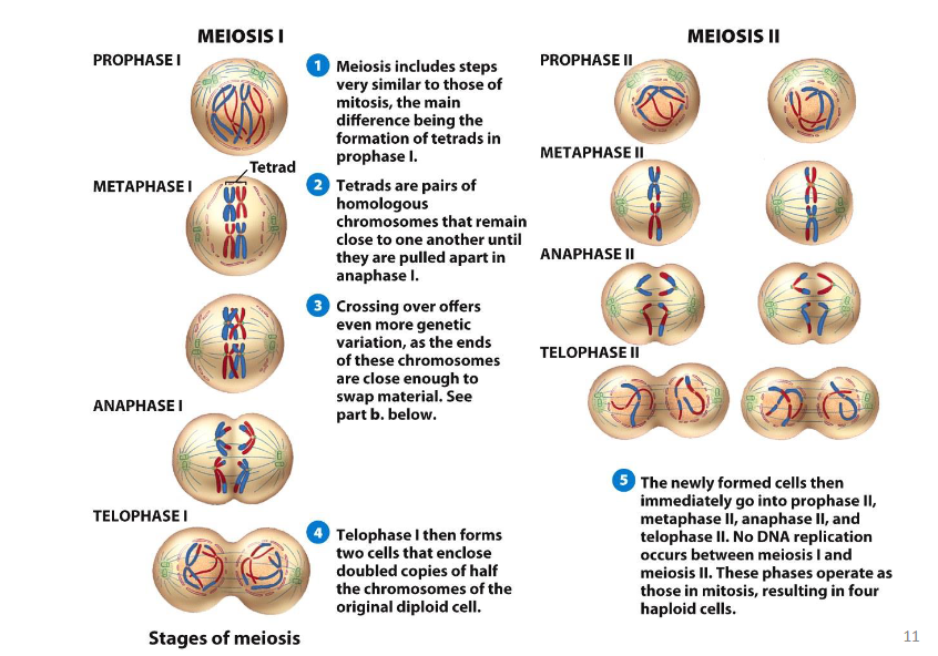 <p>It ensures each gamete has a predictable and reliable half of the chromosomes.</p>