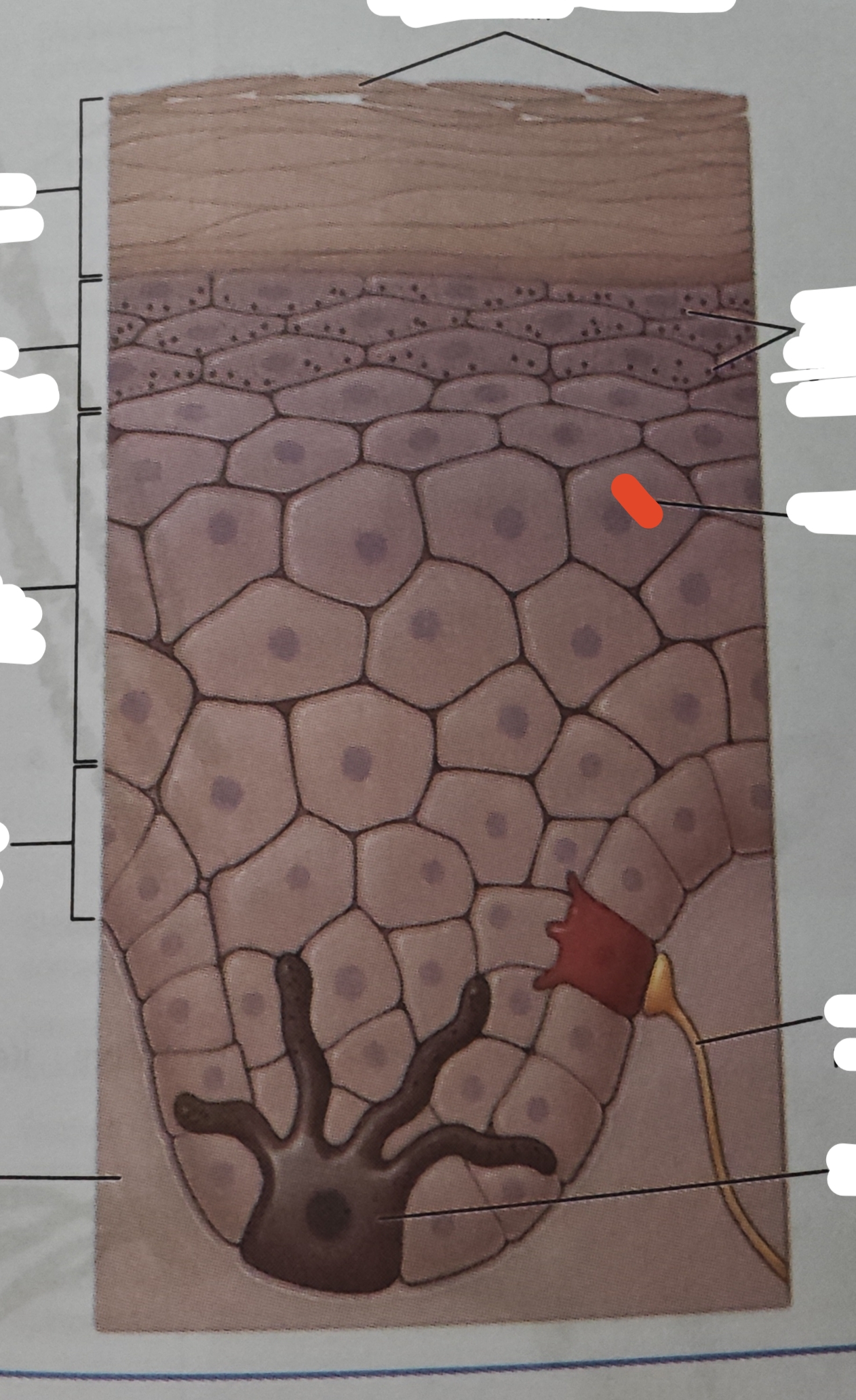 <p>a cell that manufactures and stores protein keratin</p>