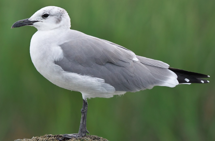 <p>What bird is this?</p>