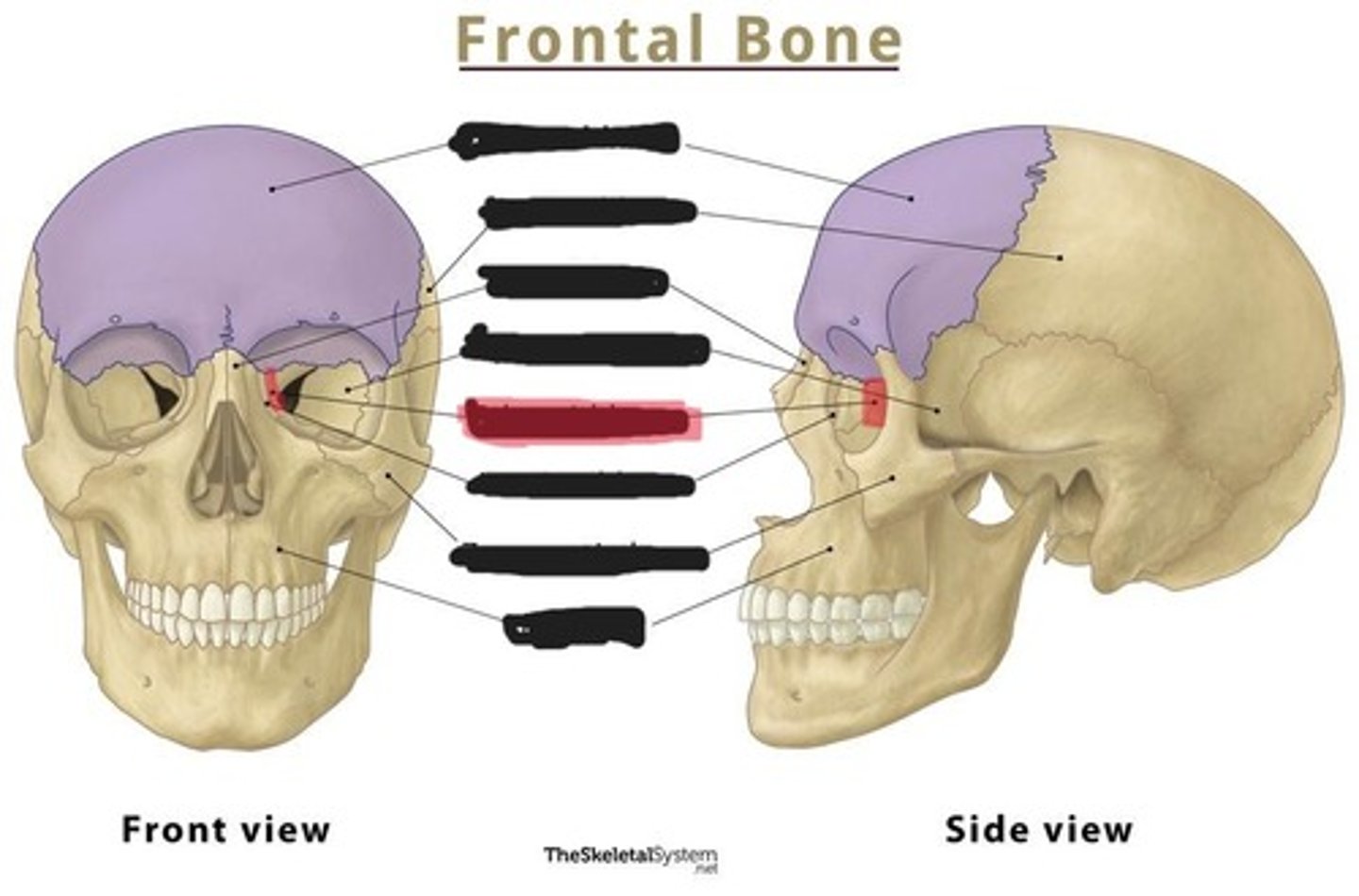 <p>Ethmoid bone</p>