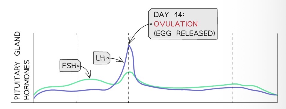 <p>What causes LH to peak at day 14?</p>