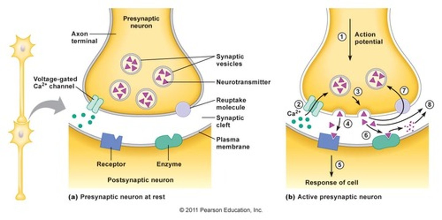 <p>Calcium will flow INTO the membrane, since it is at a higher concentration outside than inside and the inside of the cell is oppositely charged (negatively charged) compared to the extracellular fluid.</p>