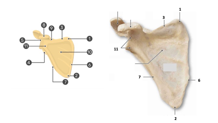 <p>Superior Angle</p>