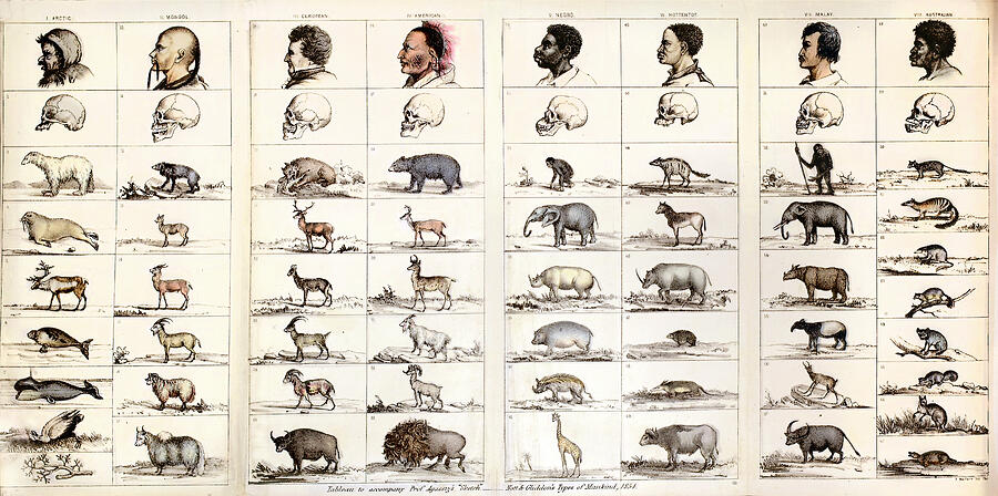 <p>the doctrine or belief that existing human races have evolved from two or more distinct ancestral types</p>