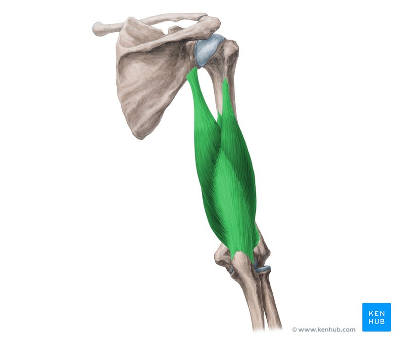 <p>Function: Extension of elbow</p><p>Exercise: Bent over tricep kickbacks</p><p>Stretch: Hand on shoulder</p>