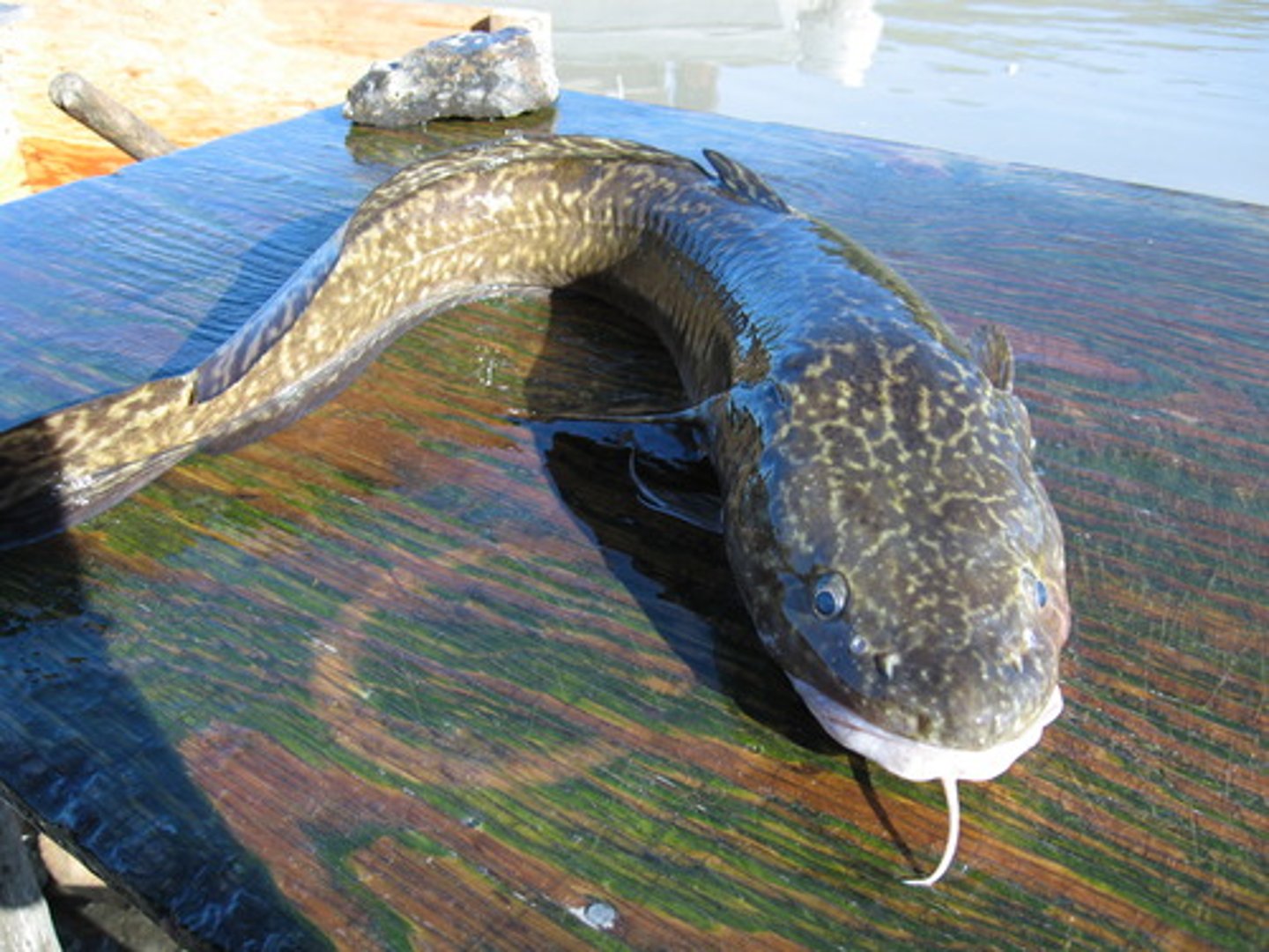 <p>2 dorsal fins, single barbel at top of chin, sound it seems like it makes when you hold it</p>