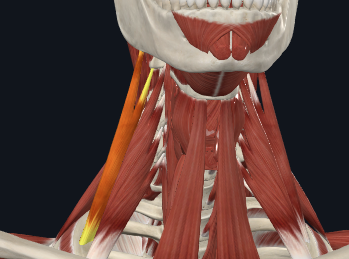 <p>What muscle</p>