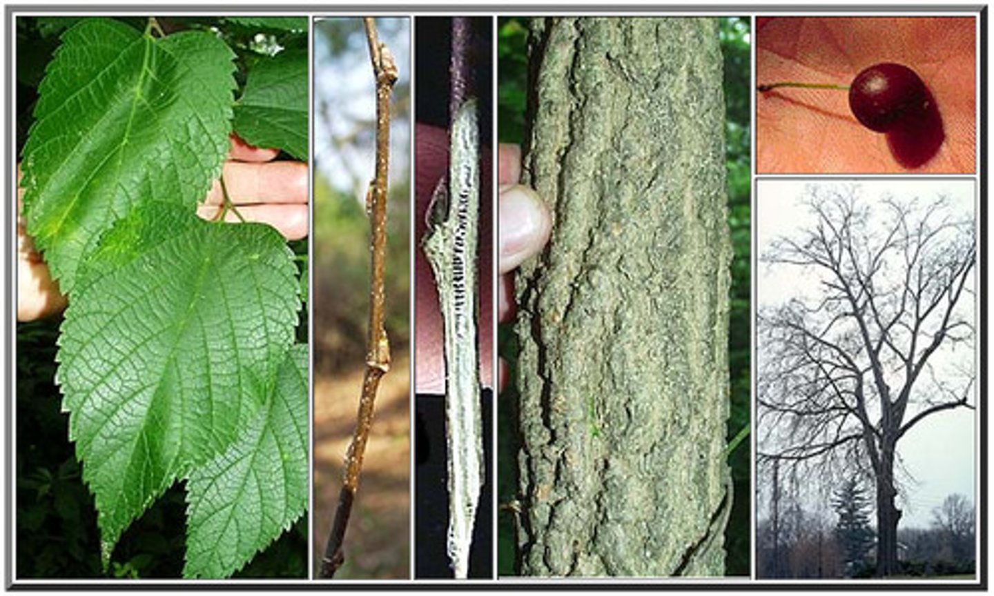 <p>Celtis occidentalis</p>
