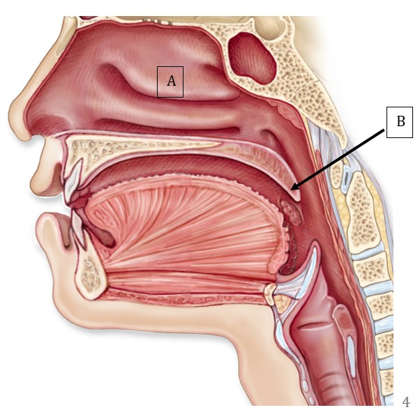 <p>Match the following labels with the correct structures:</p>