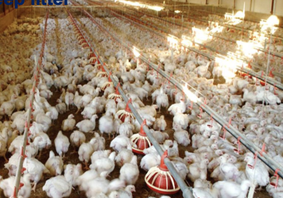 <p>Which type of management system involves feeding formulated feed, includes deep litter, battery cage, and slatted floor methods? They have high stocking density and full enclosure within a house.</p>