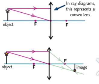 <ol><li><p>Pick a point on the top of the object. Draw a ray going from the object to the lens parallel to the axis of the lens.</p></li><li><p> Draw another ray from the top of the object going right through the middle of the lens.</p></li><li><p> The incident ray that's parallel to the axis is refracted through the principal focus (F) on the other side of the lens. Draw a refracted ray passing through the principal focus.</p></li><li><p> The ray passing through the middle of the lens doesn't bend.</p></li><li><p>Mark where the rays meet. That's the top of the image.</p></li><li><p> Repeat the process for a point on the bottom of the object. When the bottom of the object is on the axis, the bottom of the image is also on the axis.</p></li></ol><p></p>