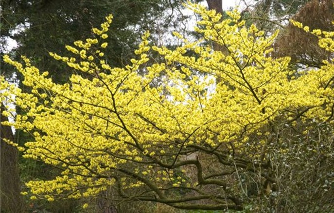 <p>blooms when leaves are still on tree</p>