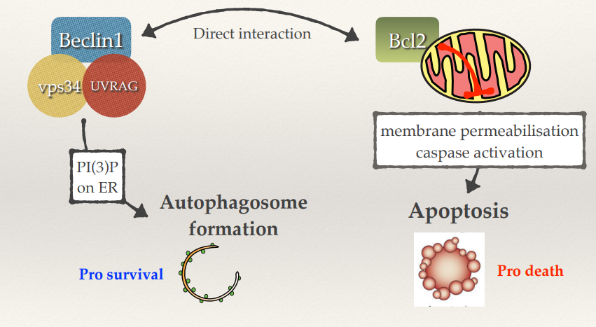 <ul><li><p>Autophagy tends to be pro-survival (e.g trying to survive starvation).</p></li><li><p>Beclin1 is part of a complex that generates autophagosome formation.</p></li><li><p>Bcl2 (on the surface of mitochondria) suppresses apoptosis.</p></li><li><p>Beclin1 and Bcl2 directly interact, so sometimes you’ll have low autophagy and maximum apoptosis. Bcl2 is unable to suppress apoptosis and Beclin1 is unable to allow autophagosomes to be generated. Cells will go down the apoptotic pathway without trying to survive.</p></li><li><p>If you activate autophagy Beclin1 goes back to its friendly complex to produce autophagosomes and Bcl2 goes back to the mitochondria, suppressing apoptosis.</p></li></ul><p></p>