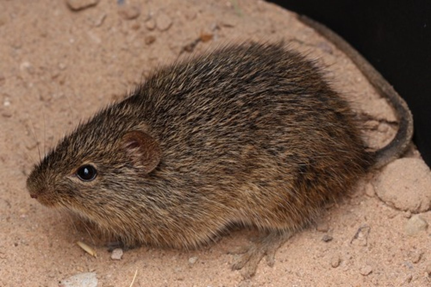 <p>Hispid Cotton Rat</p>
