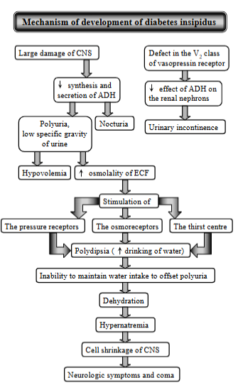 <p>Syndrome characterized by polyuria (excessive urination) + polydipsia (excessive thirst). Resulting from inability to concentrate urine due to lack of vasopressin (antidiuretic hormone, ADH). Mostly affects dog, horse, cat. </p><p><strong>two main types:</strong></p><ol><li><p><strong>central Diabetes Insipidus: </strong>diseases of CNS, total, partial</p><ul><li><p>head trauma, intracranial tumor, post-intracranial surgery or idiopathic, inflammatory or parasitic lesions of CNS</p></li></ul></li><li><p><strong>Nephrogenic diabetes insipidus:</strong> diseases of kidney</p><ul><li><p>congenital or secondary to a variety renal + metabolic disorders including CRF, tubular necrosis or drug-induced. </p></li></ul></li></ol><p><strong>Mechanism</strong>: </p><p>Large damage of CNS → decreased synthesis + secretion of ADH → polyuria + nocturia → pressure receptors stimulated → polydipsia → inability to maintain water intake → dehydration → hypernatremia → cell shinkage → neurological symptoms + coma.</p><p><em>Pathological: decreased ADH → decreased water reabsorption in renal tubules → decreased fluid volume → increased serum osmolality + excessive urine output. </em></p>