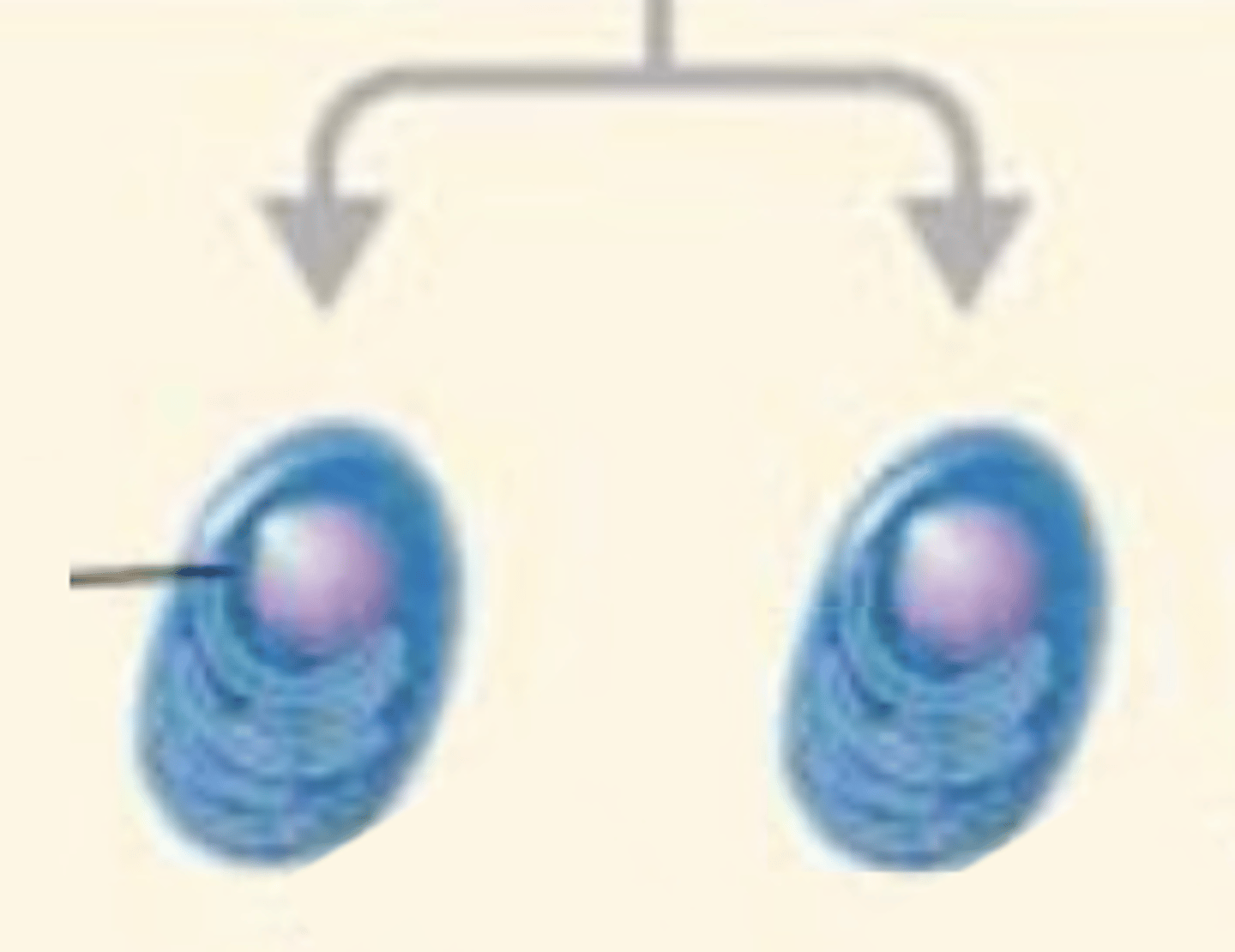<p>B cell activation against T-independent antigen</p><p>- Multiple BCRs bind to multiple T-independent antigen epitopes.</p><p>- B cell will activate and differentiate into plasma cells</p><p>- What do the plasma cells do?</p>