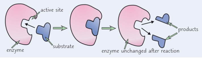 <ol><li><p>An enzyme has an active site which is specific to a substrate</p></li><li><p>So when the substrate binds to the active site, it fits perfectly into the enzyme <em>(like a lock and key) </em>as the active site is complementary to the shape of the substrate</p></li><li><p>The enzyme then catalyses (<em>speeds up)</em> the reaction and breaks down the substrate without being changed or used up</p></li><li><p>A product is made at the end of the reaction</p></li></ol>