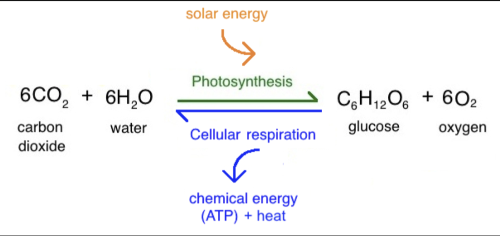 <p>Knowing the difference between primary production (commonly called photosynthesis) and decomposition (also known as “respiration”) is easiest if you can recognize which types of compounds (organic or inorganic) are on which side of the equation. The forward and reverse reactions for respiration and photosynthesis are shown in the above image from Khan Academy College Biology. There is a Carbon-containing molecule on each side of the equation. On which side of the equation is the Carbon molecule an ORGANIC molecule?</p>