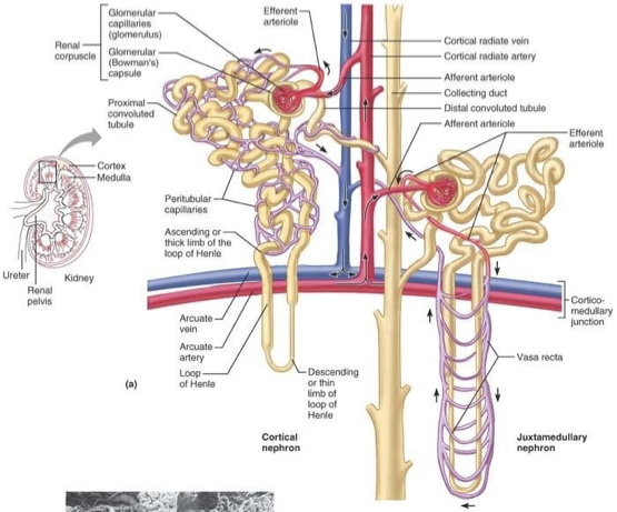 <ul><li><p>less common</p></li><li><p>glomerulus and Bowman’s capsule arise near cortex-medullary junction</p></li><li><p>loops of Henle deeply invade renal medulla</p></li><li><p>important in producing concentrated urine</p></li></ul><p></p>