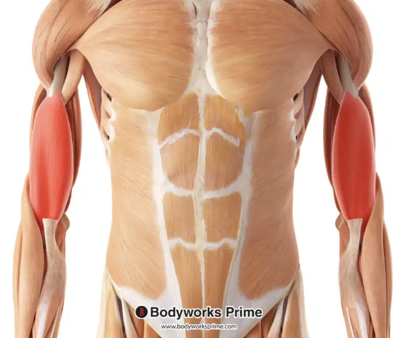 <p>origin of brachialis</p>
