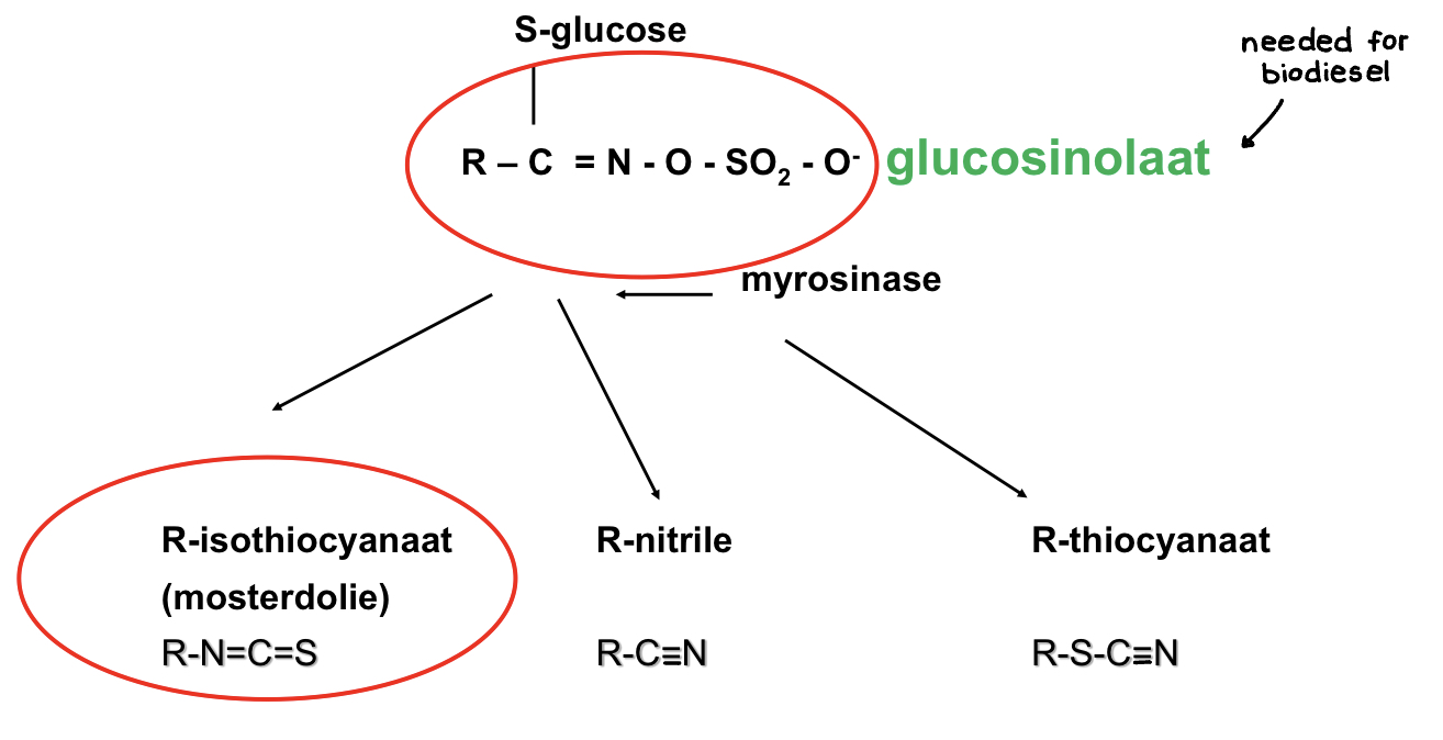 * isothiocyanaten (bv. progoitrine) zijn giftig en scherp van smaak
* goitrine remmend voor de schildklierwerking