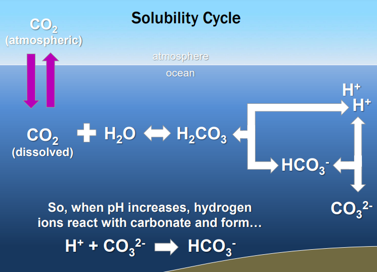 <p>Co2 dissolved into water, increasing Pco2.</p><p>dissolve co2 then reacts with the water to form carbonic acid.</p><p>carbonic acid further disassociates to form bicarbonate Hco3, and free hydrogen ions </p><p>the hydrogen ions are what the ocean more acidic.</p><p>Calcium Carbonate comes from shells of organisms </p>