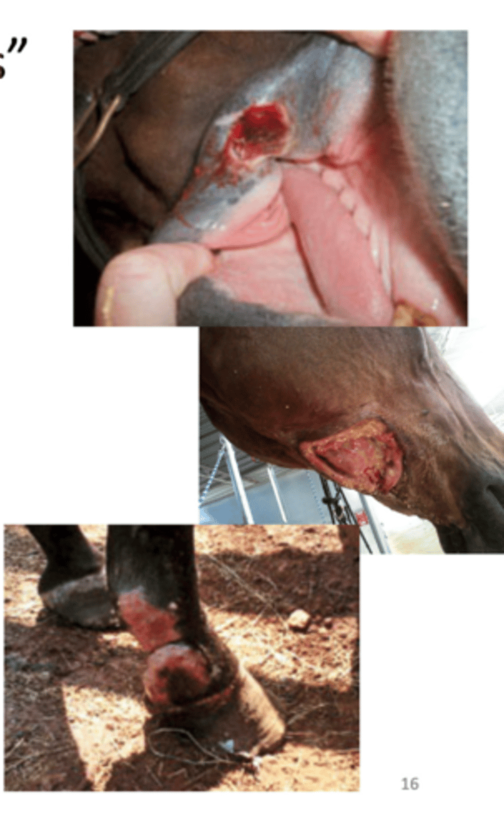 <p>Cutaneous Habronemiasis</p>