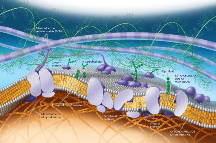 <p>Fluid mosaic model</p>