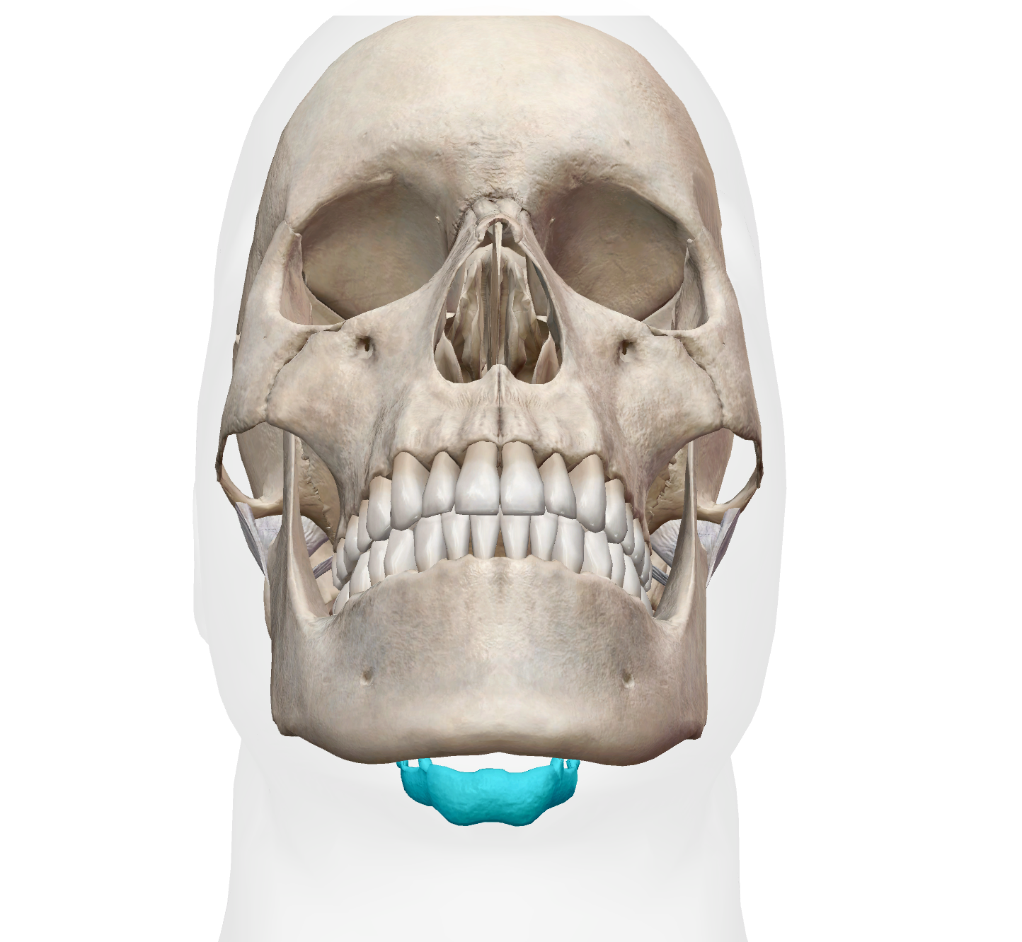 <p>semi-circle bone suspended under the chin </p>