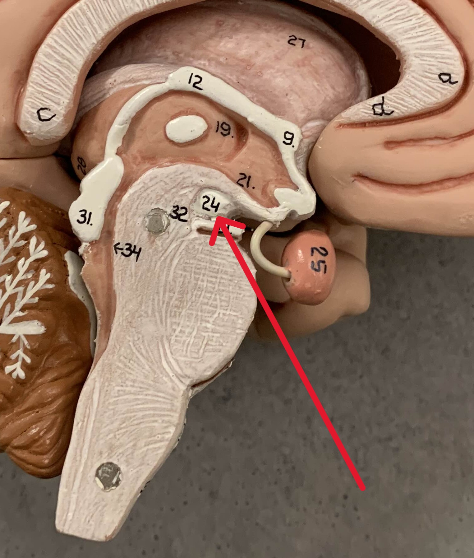 <p>Which part of the hypothalamus are:</p><ul><li><p>Two small rounded bodies</p></li></ul><p></p>