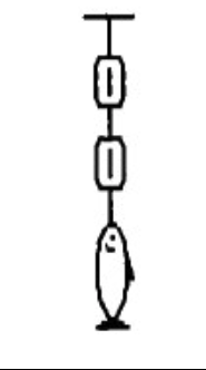 <p>A fish weighing 16 N is weighed using two spring scales. each of negligible weight, as shown in the figure.  What will be the readings of the scales?  </p>