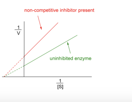 <ul><li><p><span style="background-color: transparent;">Km appears unaltered</span></p></li><li><p><span style="background-color: transparent;">Slope and intercept change</span></p></li></ul><p></p>