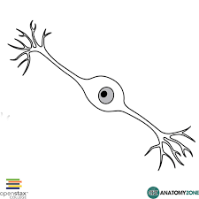 <p>1 dendrite &amp; 1 axon Found in retina of eye and in nasal cavity.</p>