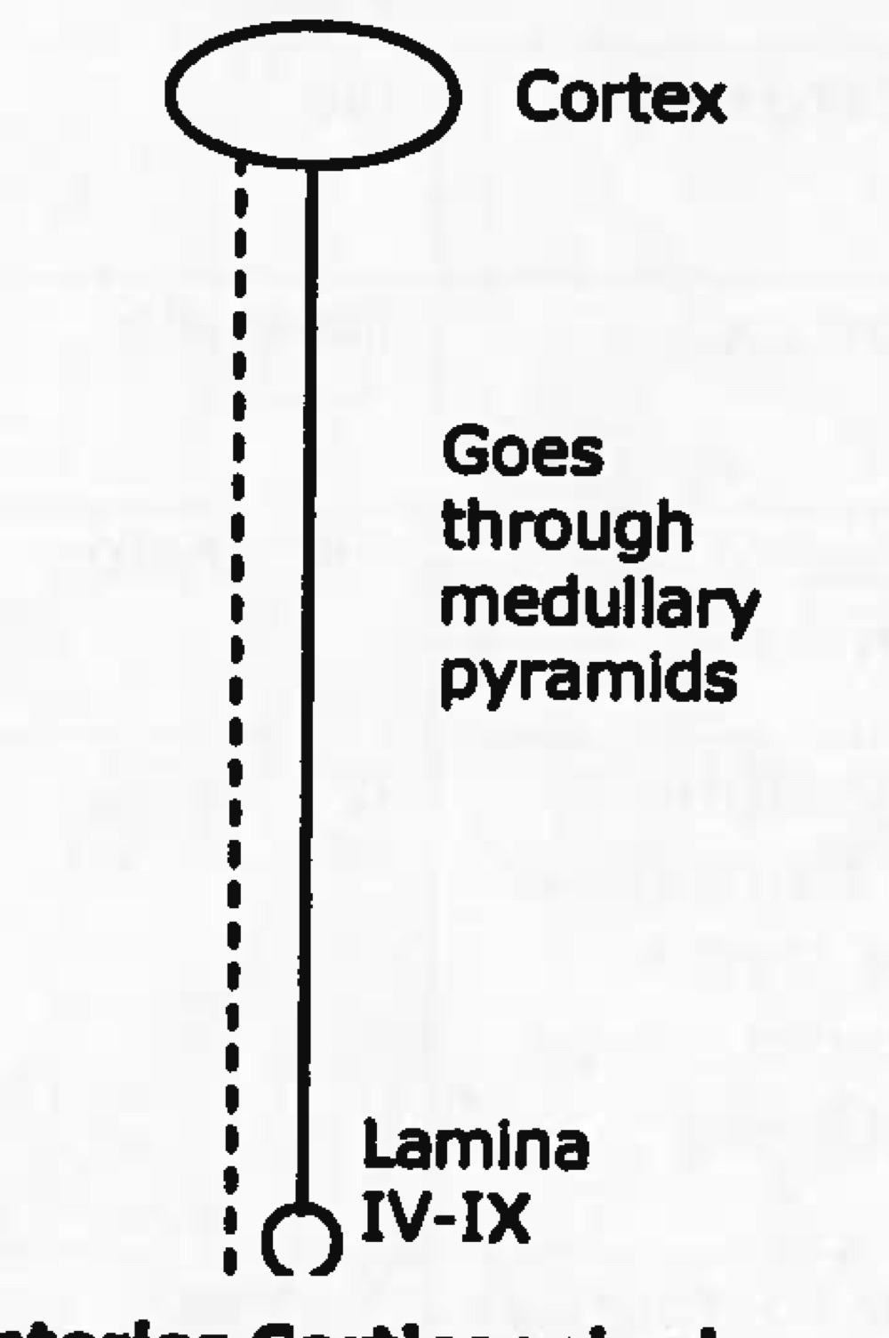 <p>Name tract</p><p>Ascending or descending?</p>