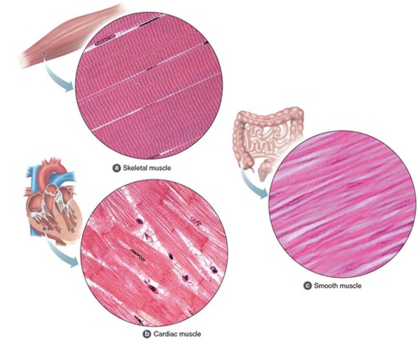 <p>Skeletal (voluntary), Smooth (involuntary, hollow organs), Cardiac (involuntary, heart).</p>