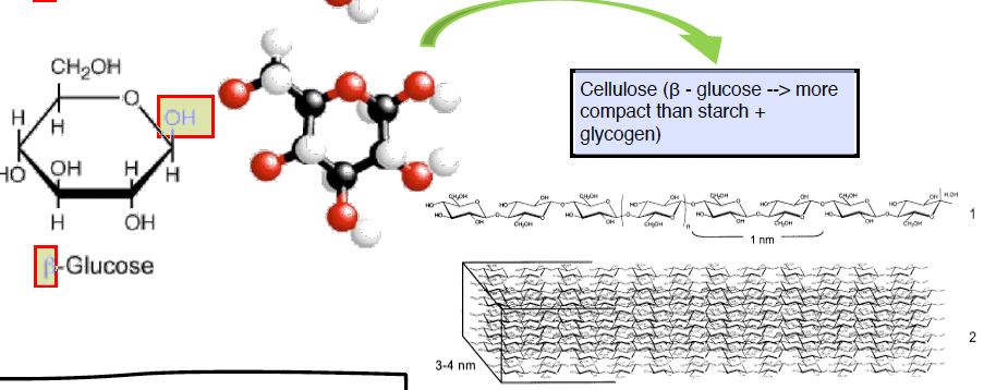 <p>- polymer of β - glucose (1-4 glycosidic bonds)</p><p>1. the position of the C1 -OH group repels the C4 -OH group on the neighboring molecule, which causes every other molecule to flip 180 --> long straight chains called microfibrils</p><p>- microfibrils are held together by hydrogen bonds which gives them a very high tensile strength = structural integrity of the cell walls in plants</p><p>- hydrophilic, but insoluble </p>