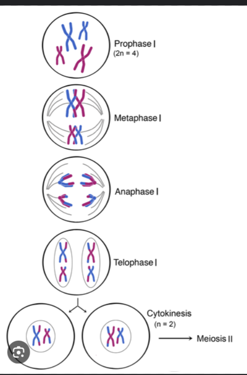 <p>Cytokinesis</p>