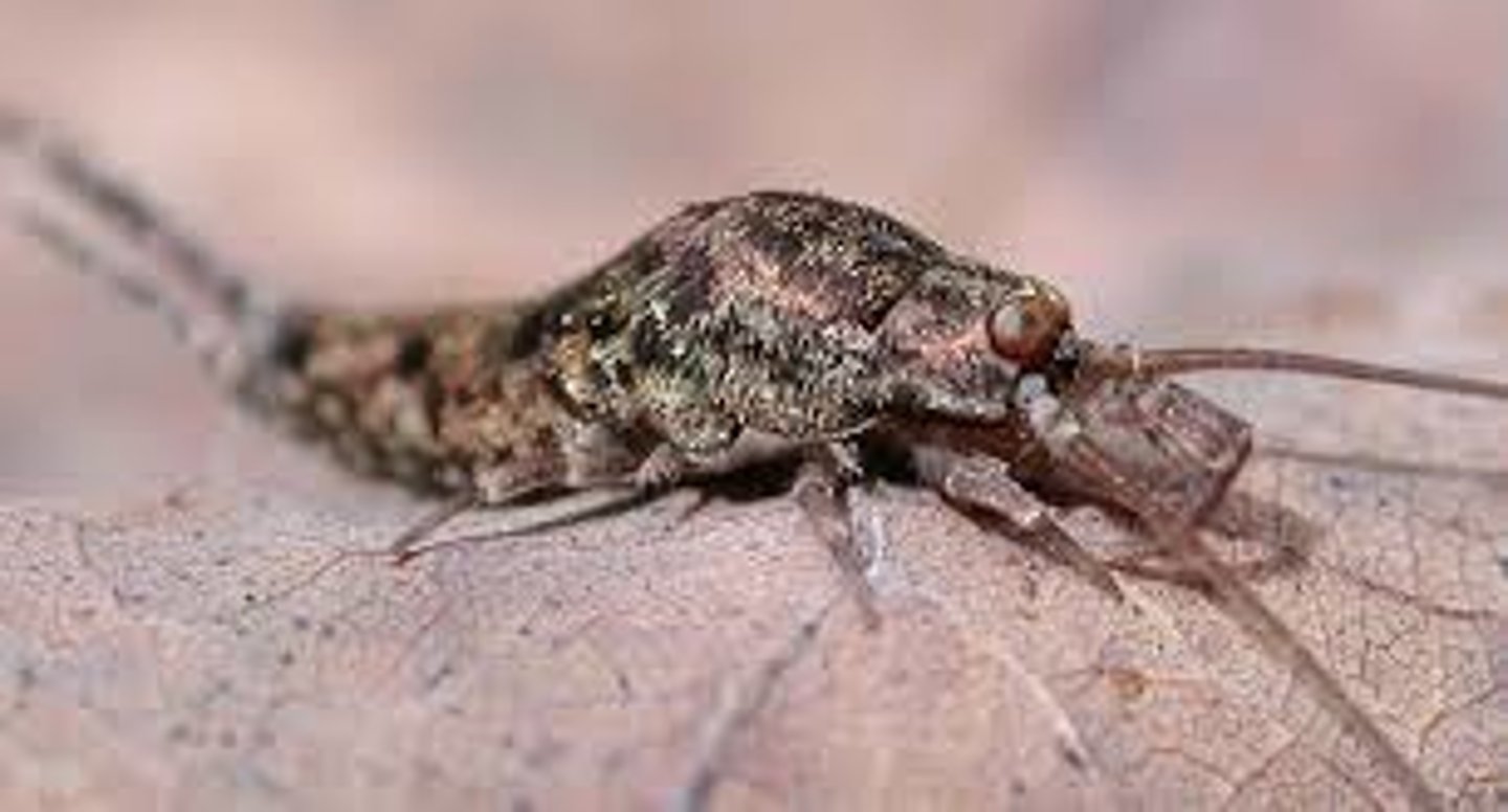 <p>Jumping Bristletails</p>