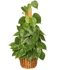 <p><span>Philodendron scandens oxycardium / Heartleaf Philodendron</span></p>