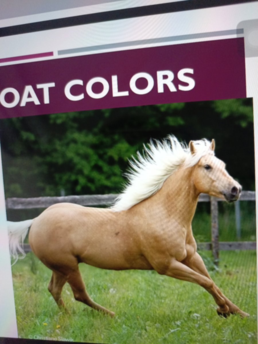 <p>- genetic color;</p><p>golden color</p><p>¡ Genetics - Single allele of</p><p>dilution gene "Cream gene"</p><p>working on chestnut base coat</p><p>"incomplete dominance"</p><p>¡ True Palomino - have no</p><p>black points "newly minted</p><p>coin"</p>