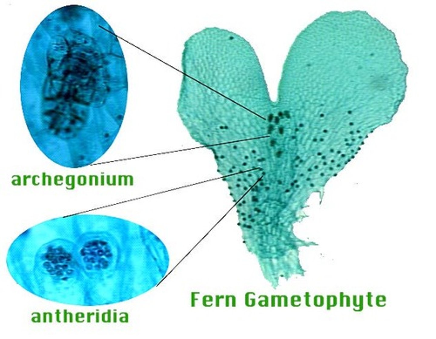 <p>Haploid, or gamete-producing, phase of an organism</p>